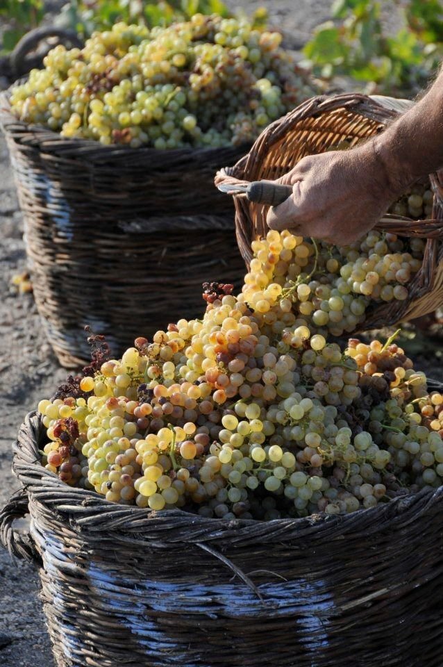 Deux paniers pleins de raisins, avec une main tenant un panier de récolte.