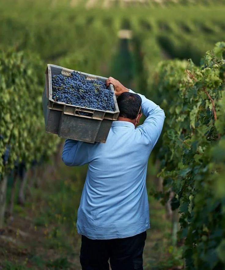 Un homme portant une caisse de raisins dans un vignoble.