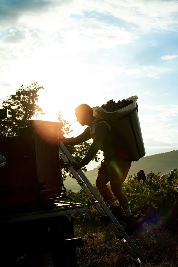 Personne récoltant des raisins dans un vignoble, montant une échelle avec un grand panier sur le dos, sous un ciel ensoleillé.