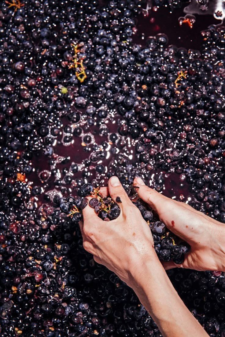 Mains tenant des grappes de raisins, en train d'être écrasés pour le vin.