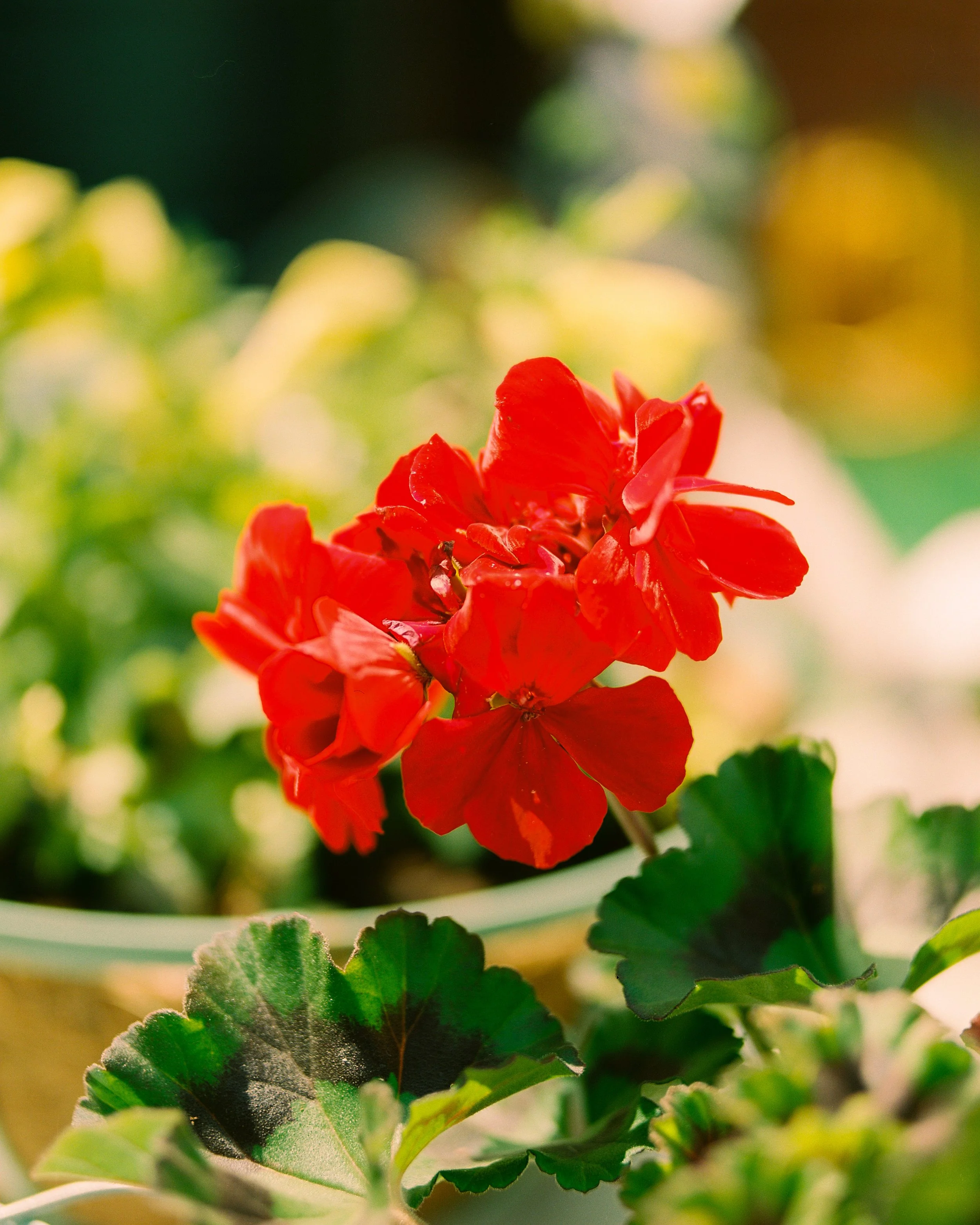 Close-up of a red geranium flower with green leaves in background.