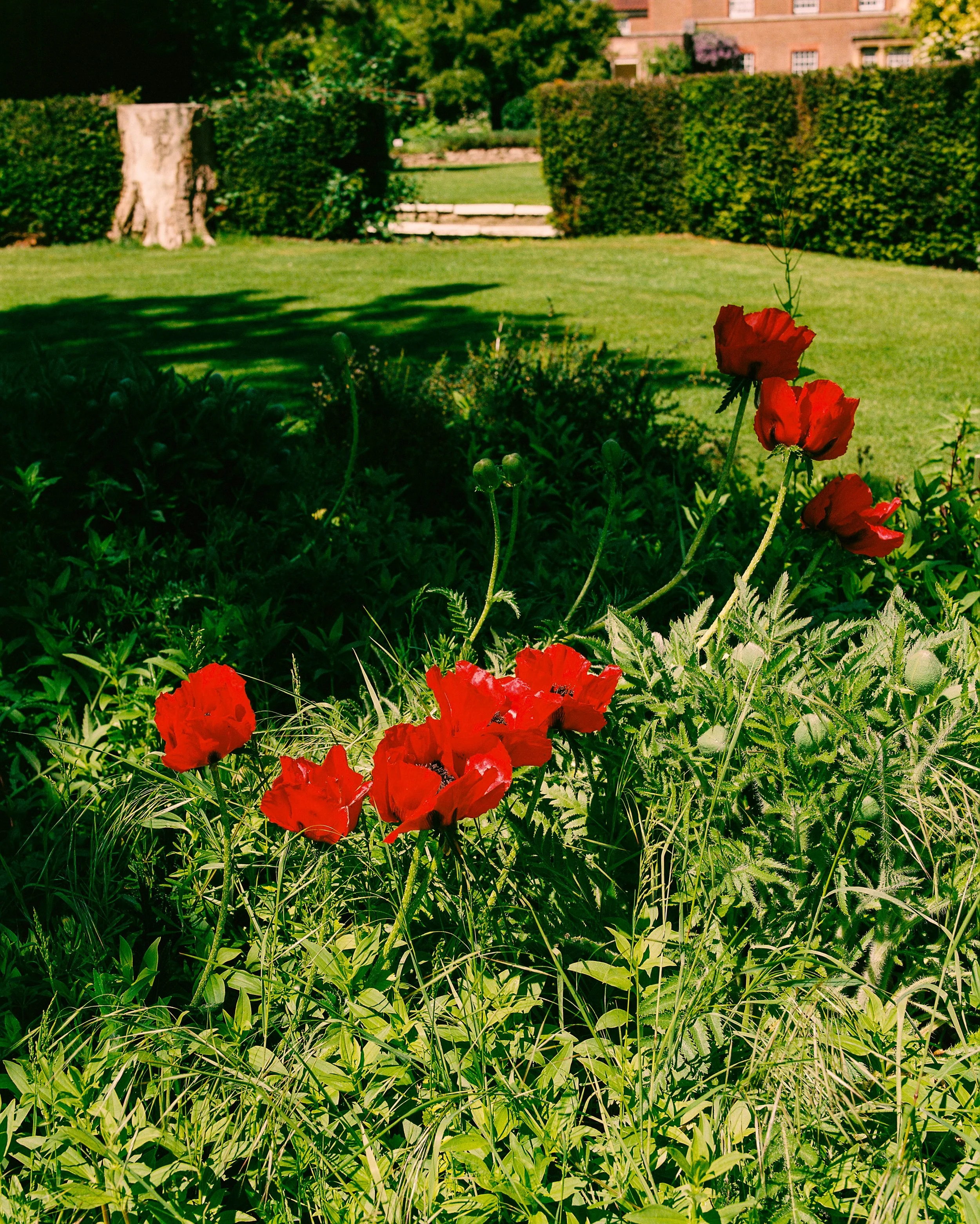 Close-up of vibrant red poppy flowers in a green garden with trimmed hedges, stone stairs, and a brick building in the background under sunny weather.