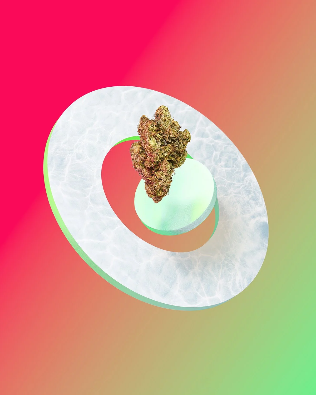 Abstract product concept shot of a small succulent plant on a white disc against a vivid pink to green gradient background, bold and graphic contemporary styling