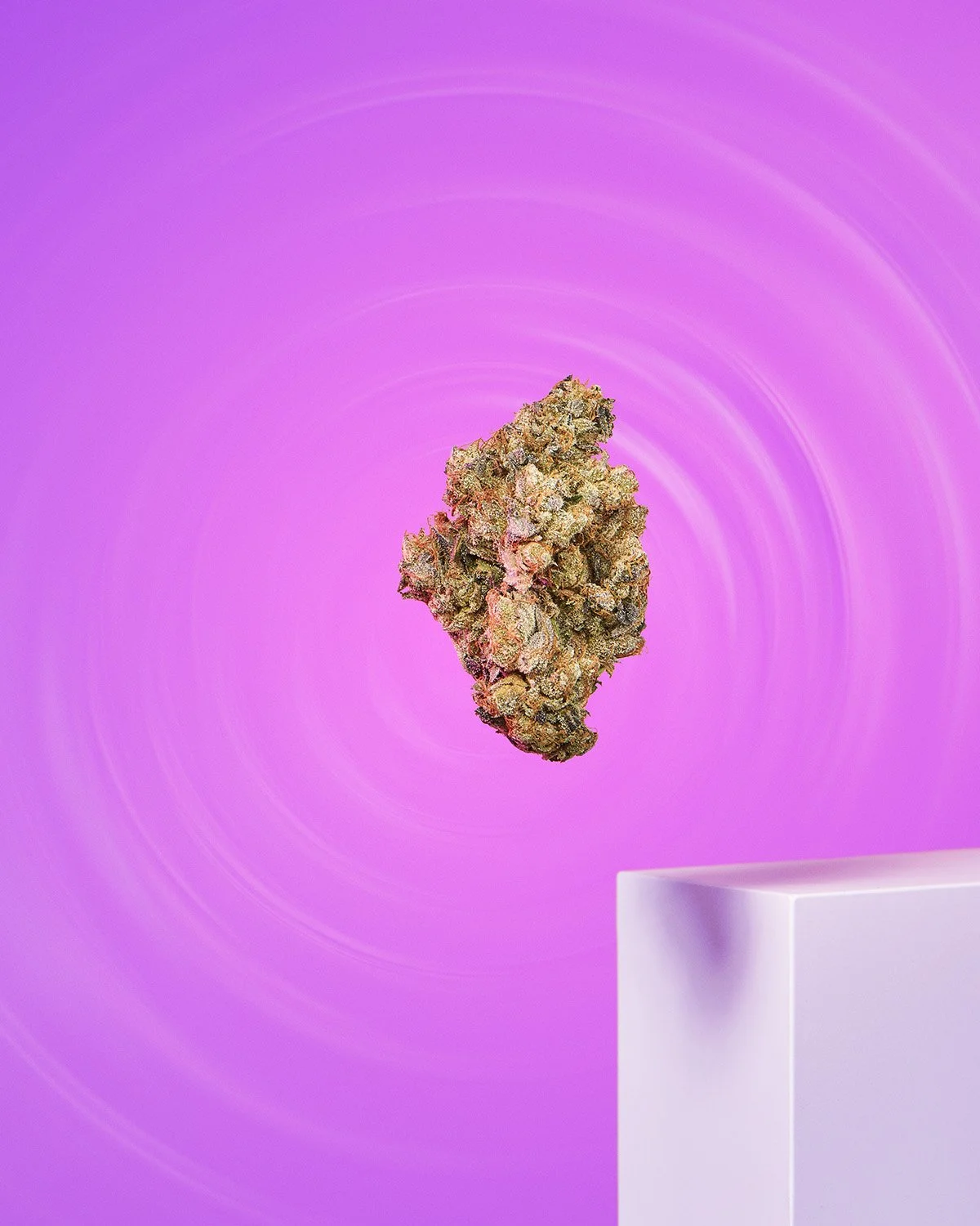 Isolated cannabis or botanical flower specimen on a vibrant magenta pink gradient background with a subtle circular ripple pattern, clean artistic product photography