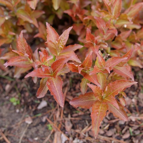 diervilla-kodiak-red-2-1.jpg