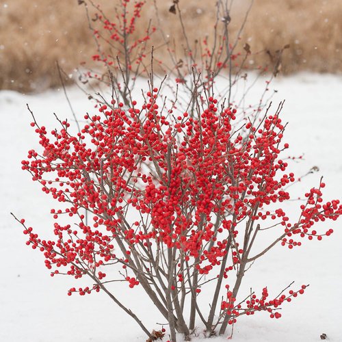 berry_poppins_ilex_verticillata-1-6.jpg