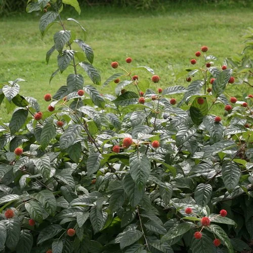 sugar_shack_cephalanthus_seed_heads.jpg
