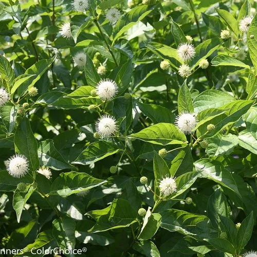 Buttonbush 'Sugar Shack'