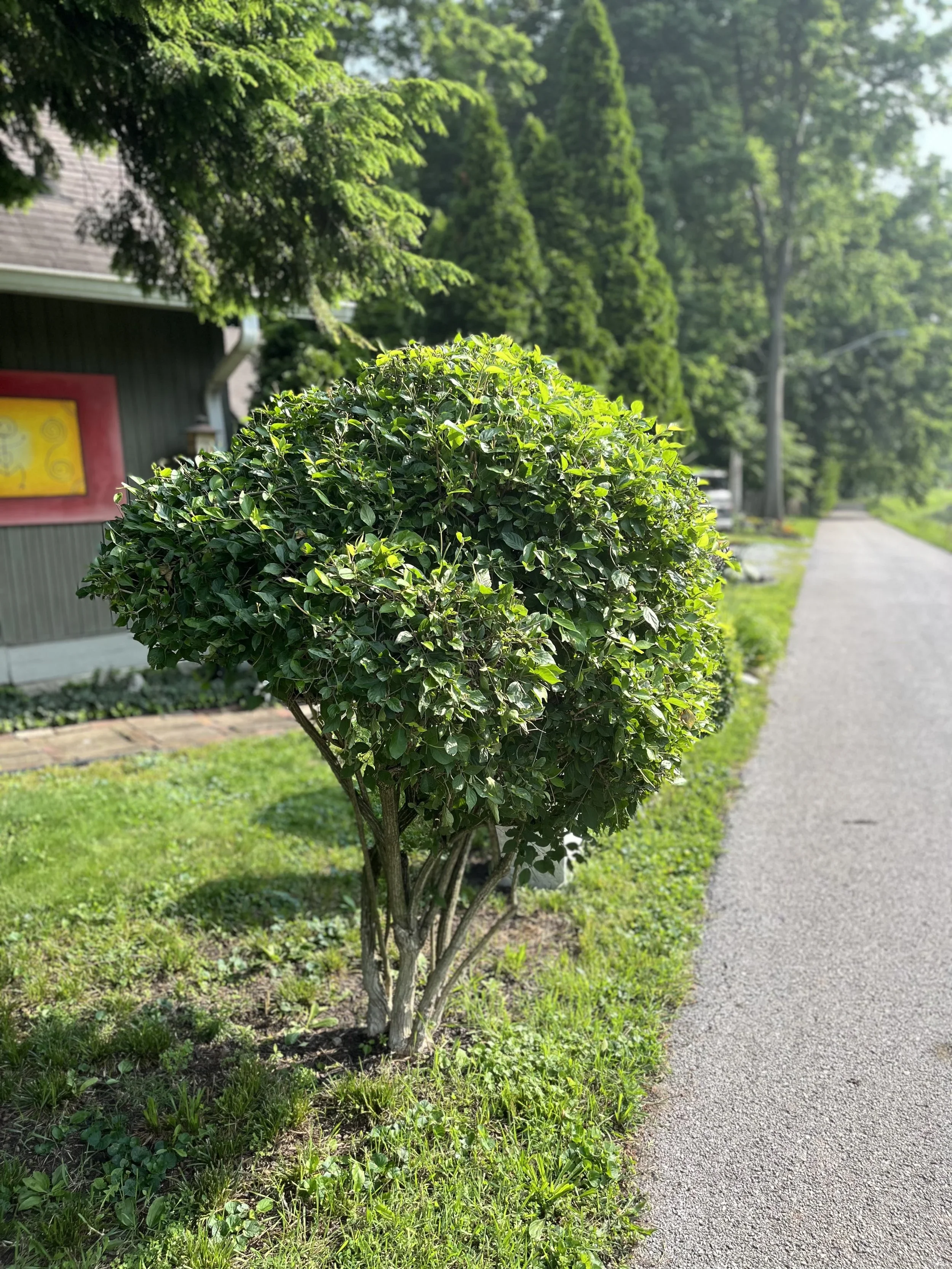 Morrow’s Honeysuckle, it’s Complicated