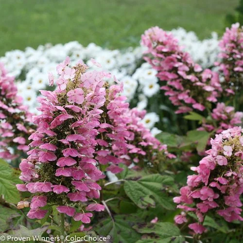 Oakleaf Hydrangea 'Gatsby Pink'