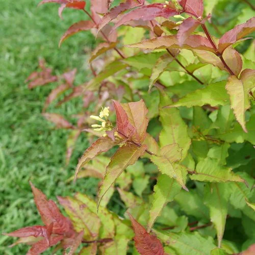 diervilla-kodiak-red-2-2.jpg