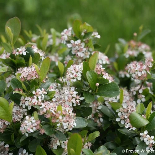 Black Aronia 'Low Scape Mound'