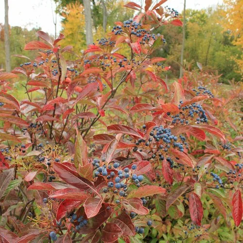 brandywine_viburnum-4152.jpg