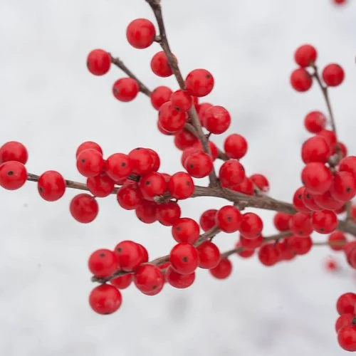 berry_poppins_ilex_verticillata-1-7.jpg