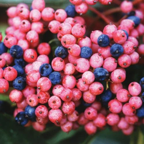 vibnudbrandywinefruit.jpg