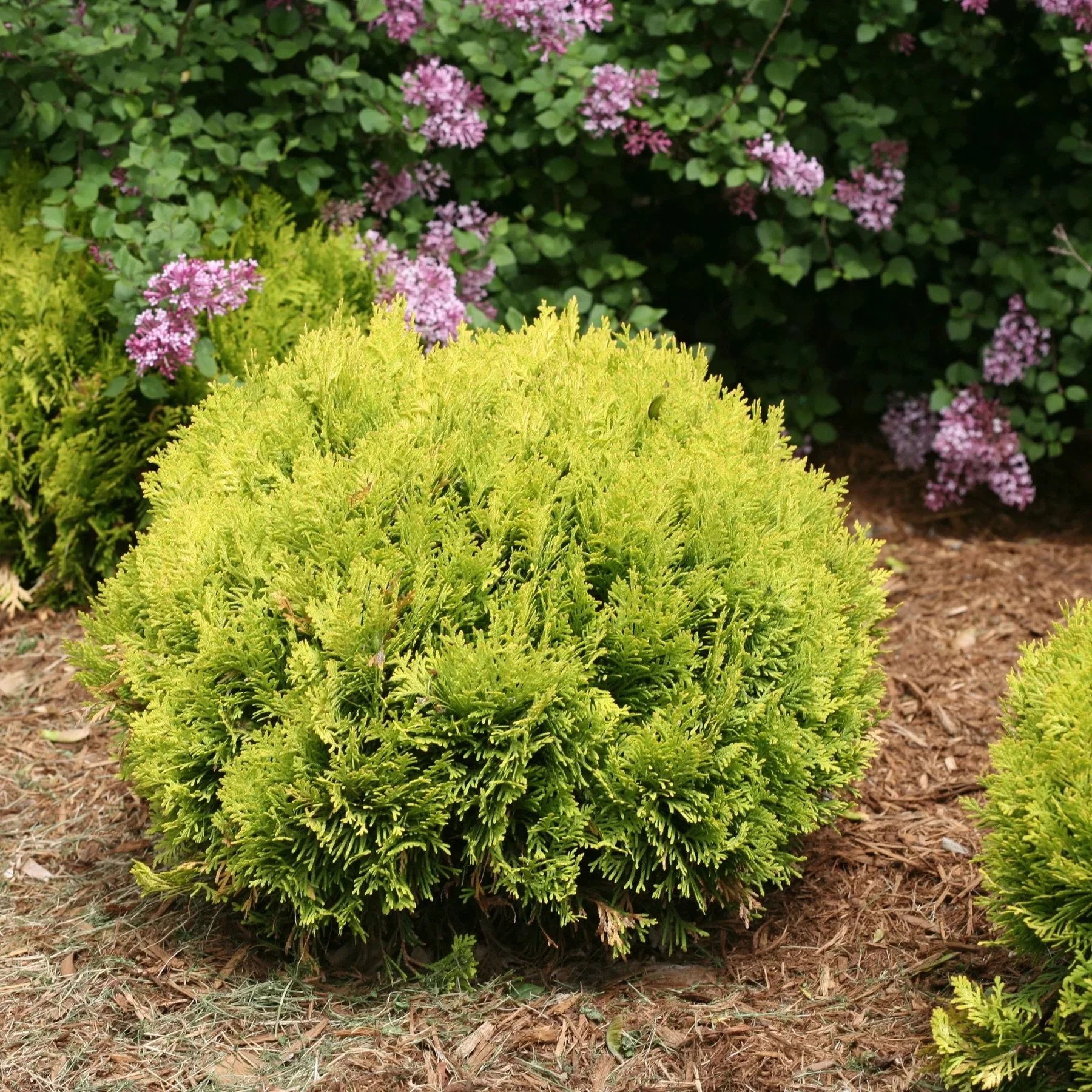 Arborvitae 'Anna's Magic Ball'
