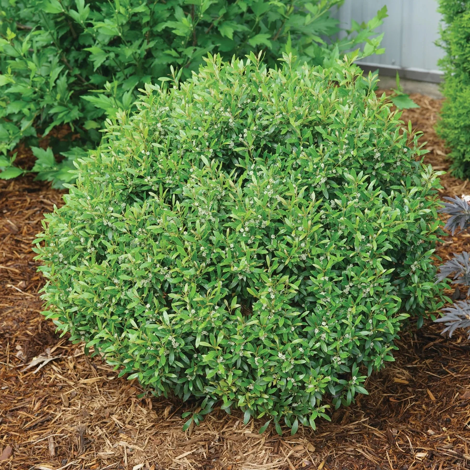 Inkberry Holly 'Gem Box'