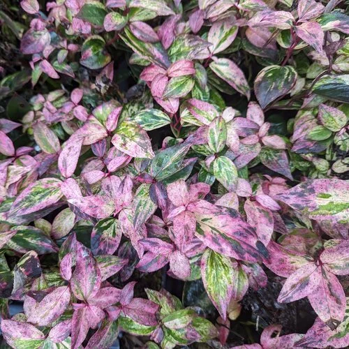 leucothoe-paisley-pup-1 (1).jpg