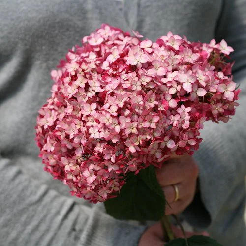 Smooth Hydrangea 'Invincibelle Ruby'