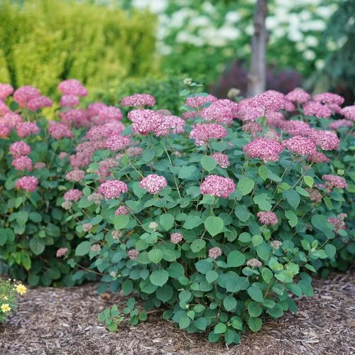 hydrangea_arb_invincibelle_ruby_dsc05887.jpg