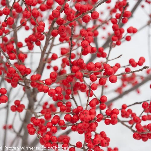 berry_poppins_ilex_verticillata-1-8.jpg
