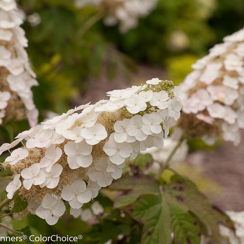Oakleaf Hydrangea 'Gatsby Gal'