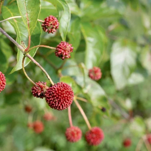 proven_winners_cephalanthus_sugar_shack_buttonbus.jpg