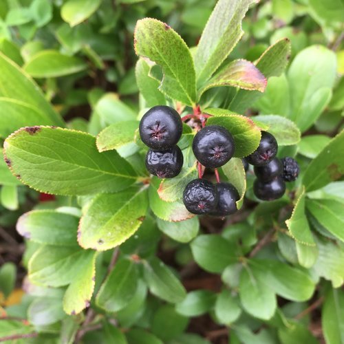 low_scape_mound_aronia_fruit.jpg