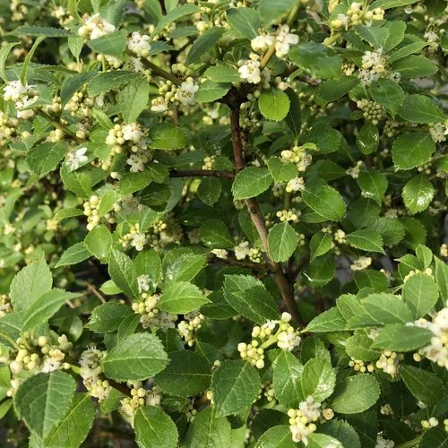 ilex_verticillata_berry_poppins_img_4463.jpg