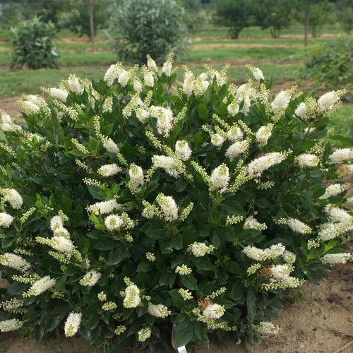 clethrasugartinacrystalinap7241880.jpg