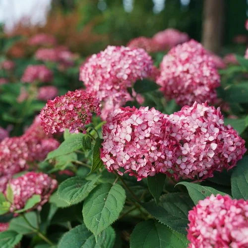 hydrangea_arb_invincibelle_ruby_dsc00561.jpg