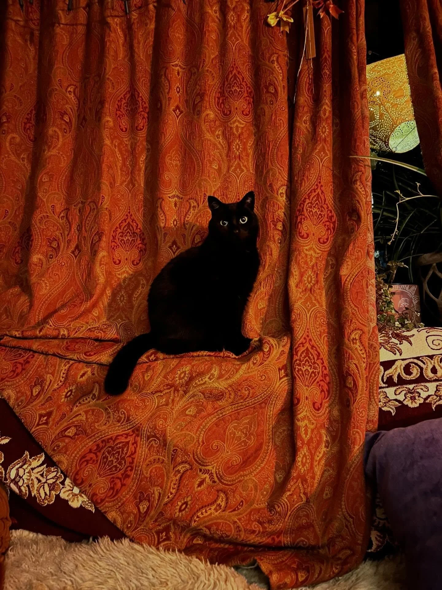 Iconic! Had to post. She is just iconic. #blackcat #blackcatenergy #caravanlife #whimsy