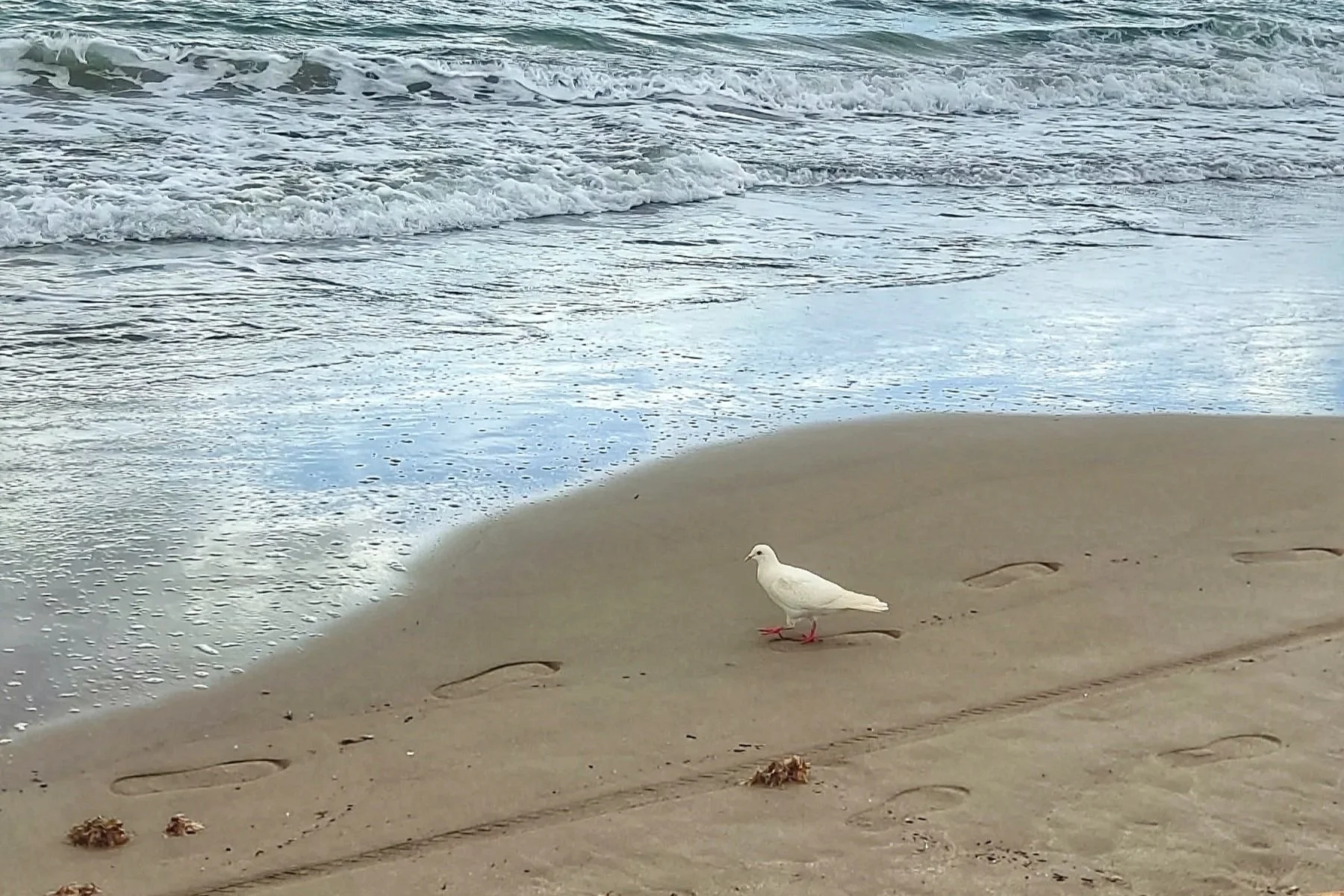 🌊🗼🎶🌱Growing Without Announcement