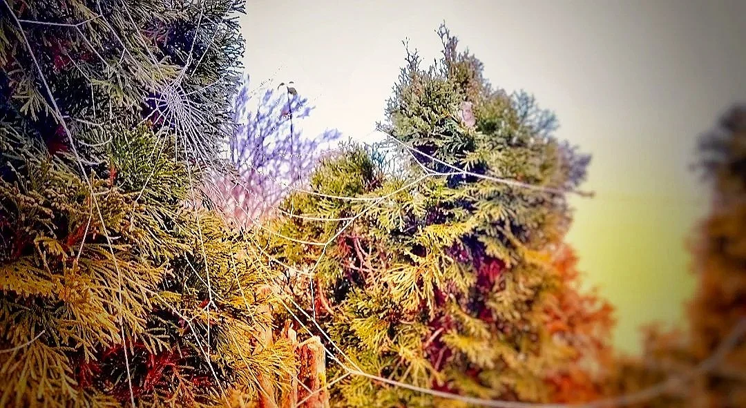 🦅🛡️🕯️🗝️Where Fear No Longer Enters