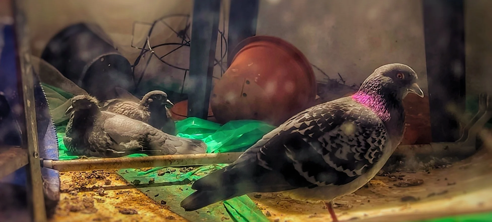 🕰️🐣🍂 Where the pigeons hesitate, and so do I — but far more dramatically.