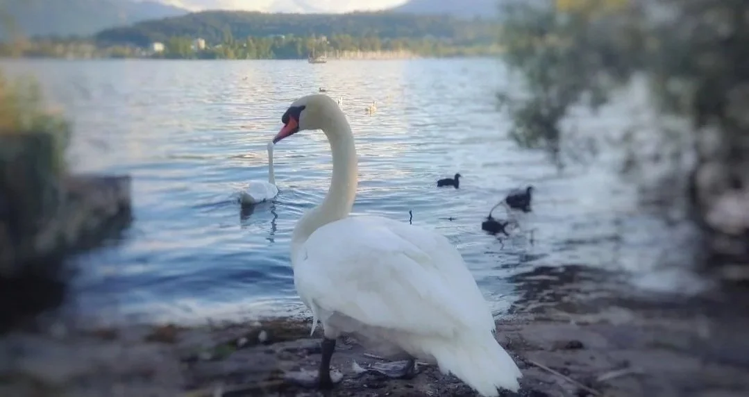 The Wonderful Things That Can Fit into a Single Day A photographic diary · Lucerne, Switzerland · September 2026 Mithea D. © 2026