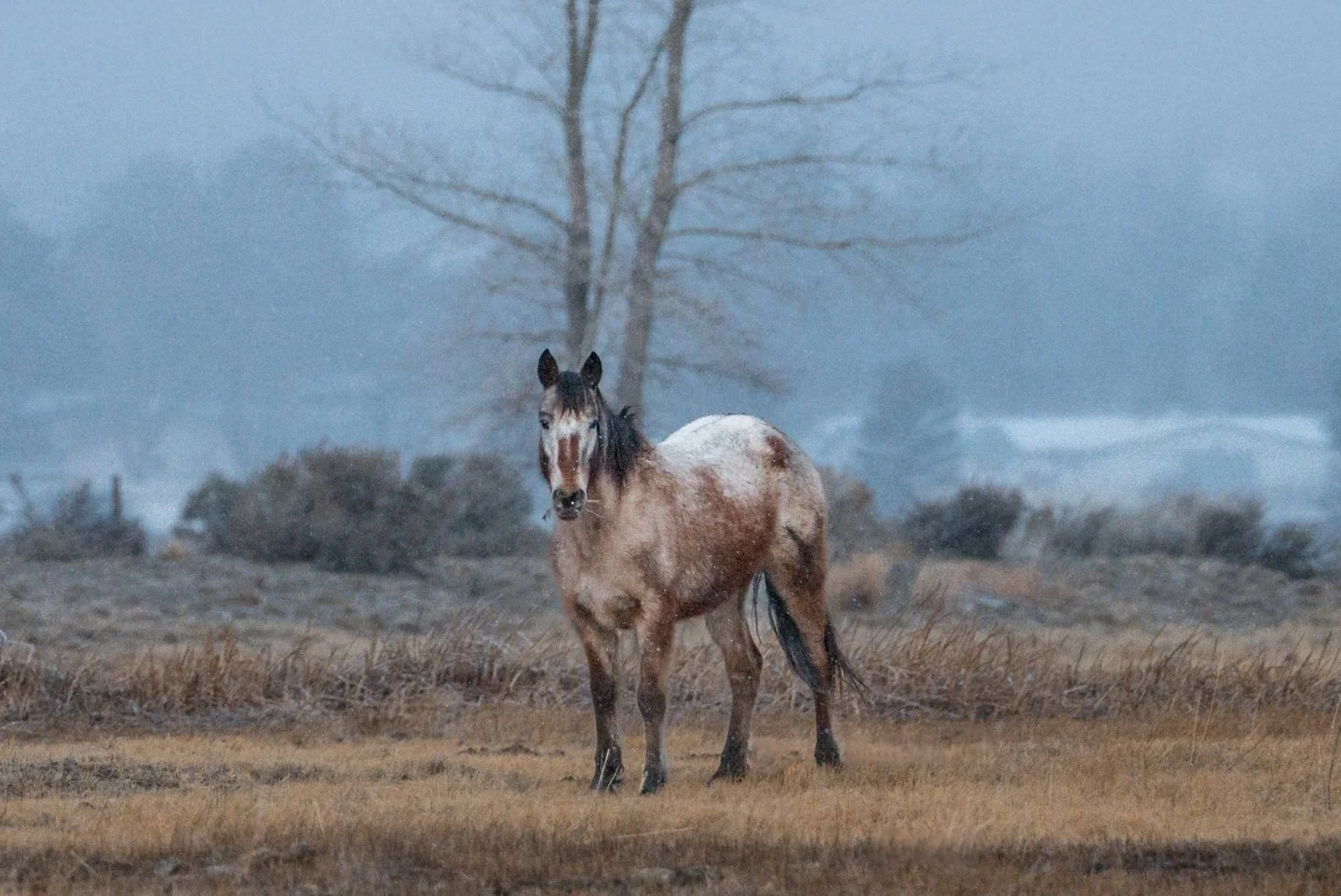 Where freedom runs wild

Through wind, snow, and time, the wild horses of Washoe Valley roam free, embodying the enduring spirit of the American West . These resilient descendants of horses brought by settlers centuries ago have adapted to survive in