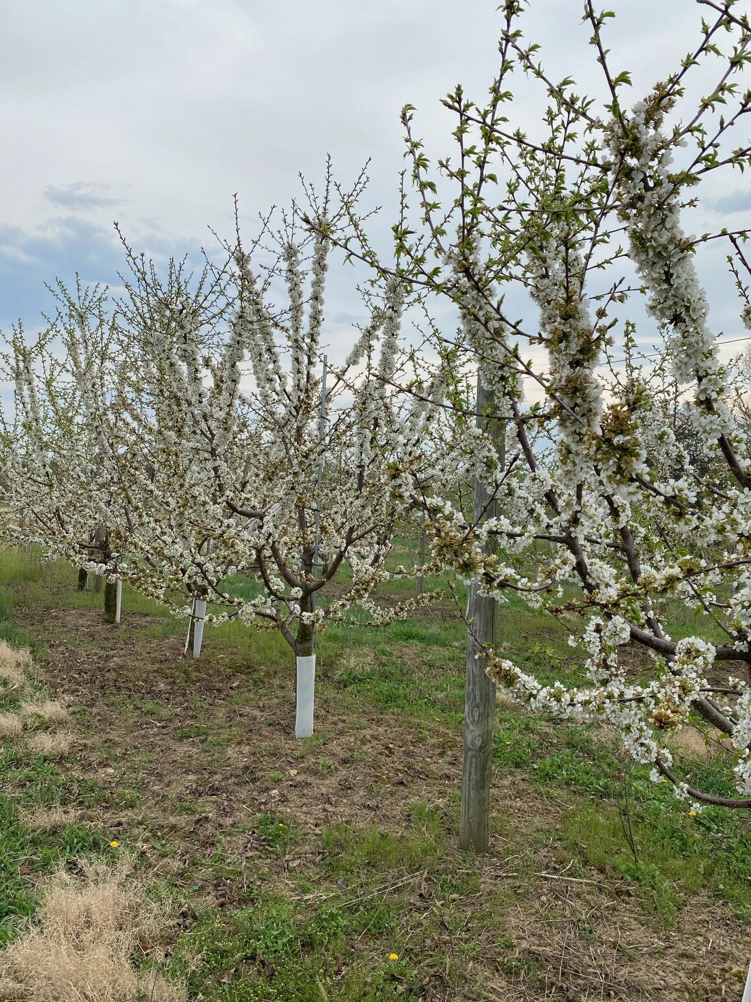 Rows of cherry trees in bloom with white flowers, supported by wooden and metal posts, under a cloudy sky.