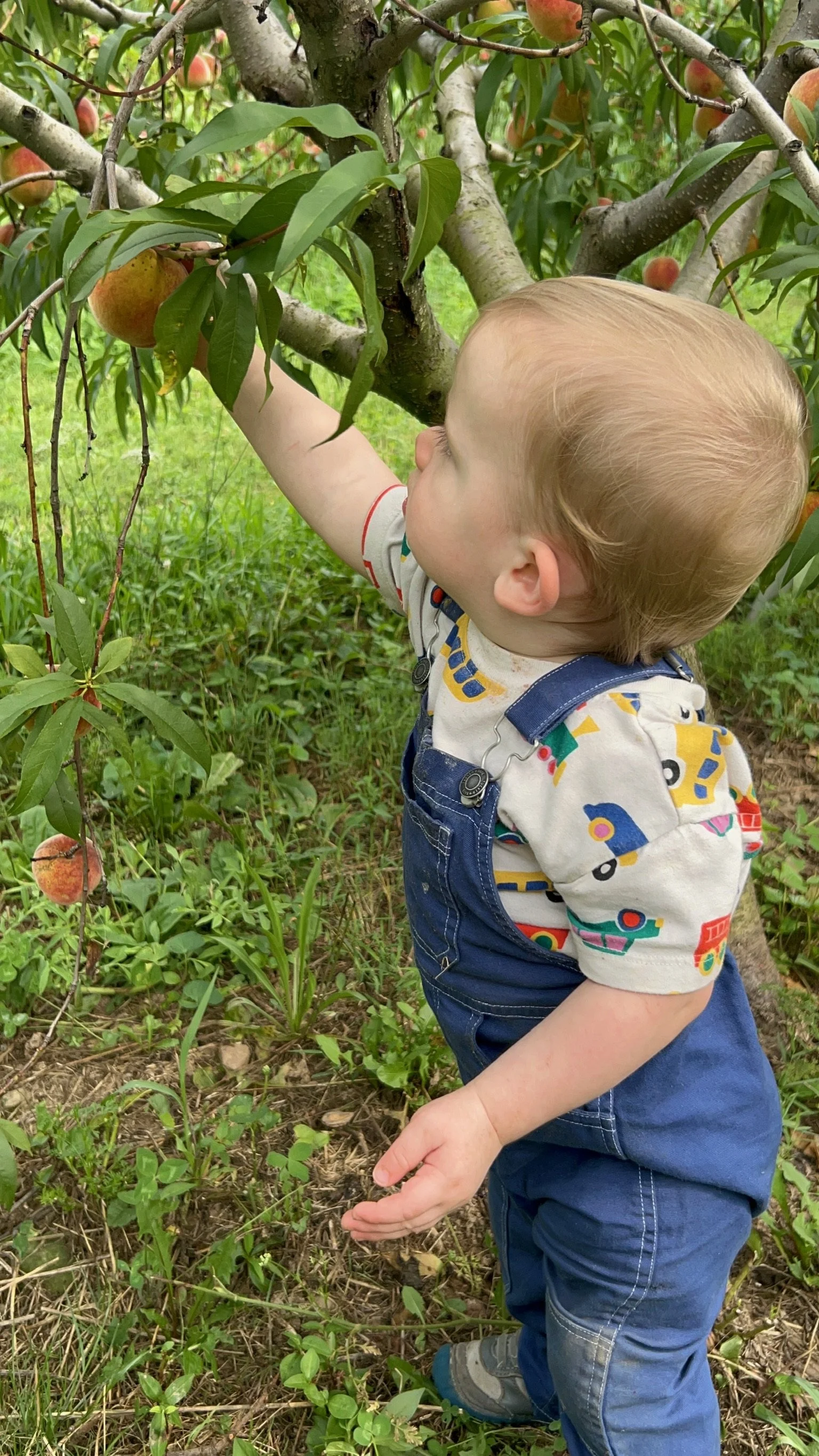 A young child with blond hair, wearing a colorful shirt with vehicles and blue overalls, reaches out to pick a ripe peach from a tree in an orchard.