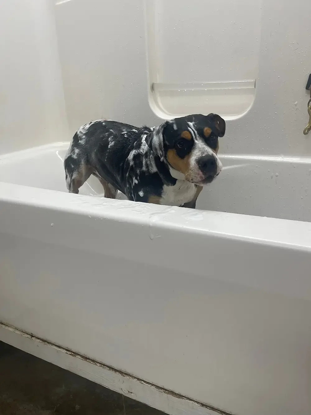 A puppy with a black, white, and tan coat taking a bath in a white bathtub, soap lather on its fur, looking at the camera.