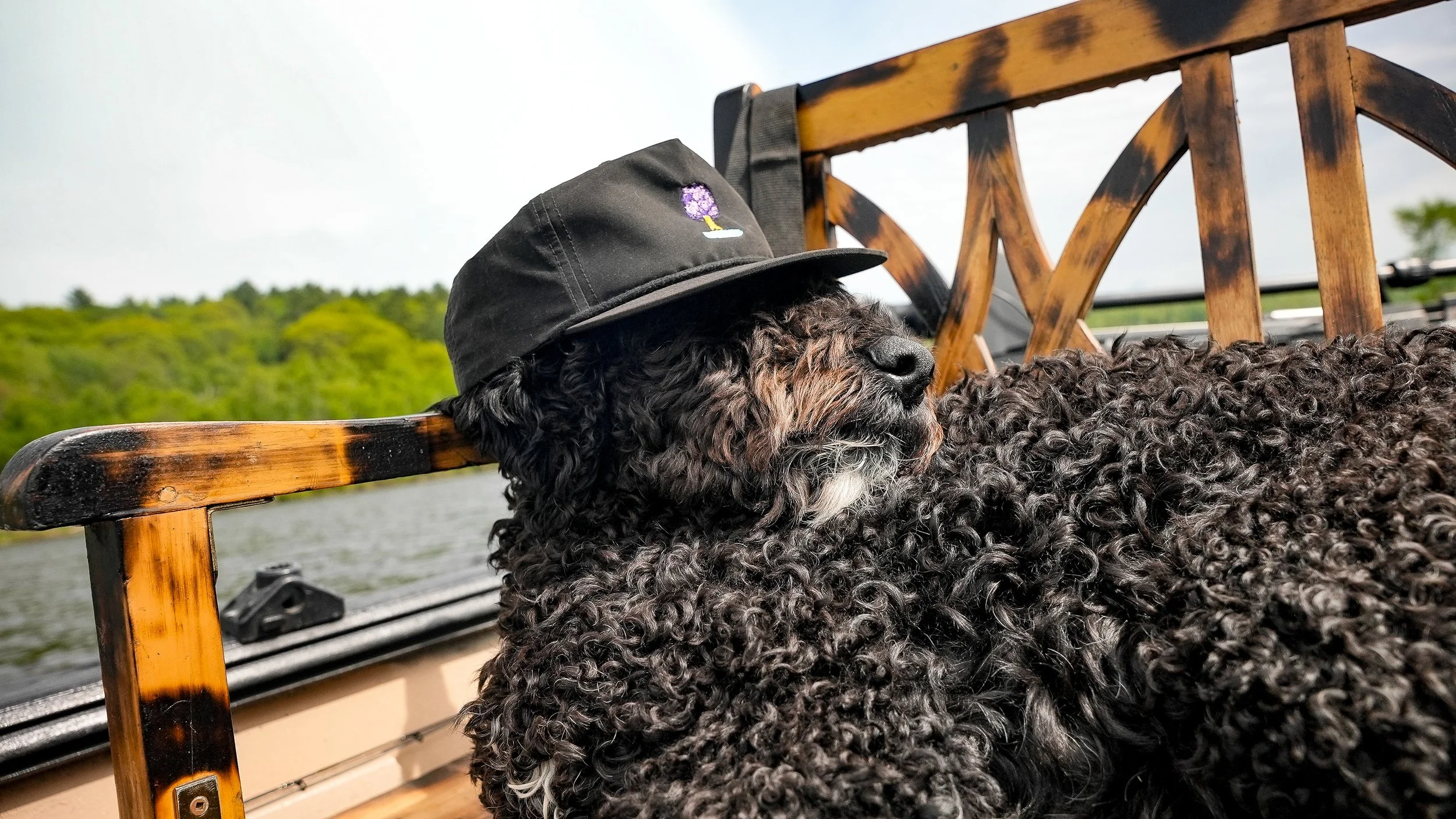 A curly black dog wearing a black cap with a purple flower and small flag, relaxing on a wooden bench near a river, with green trees in the background.