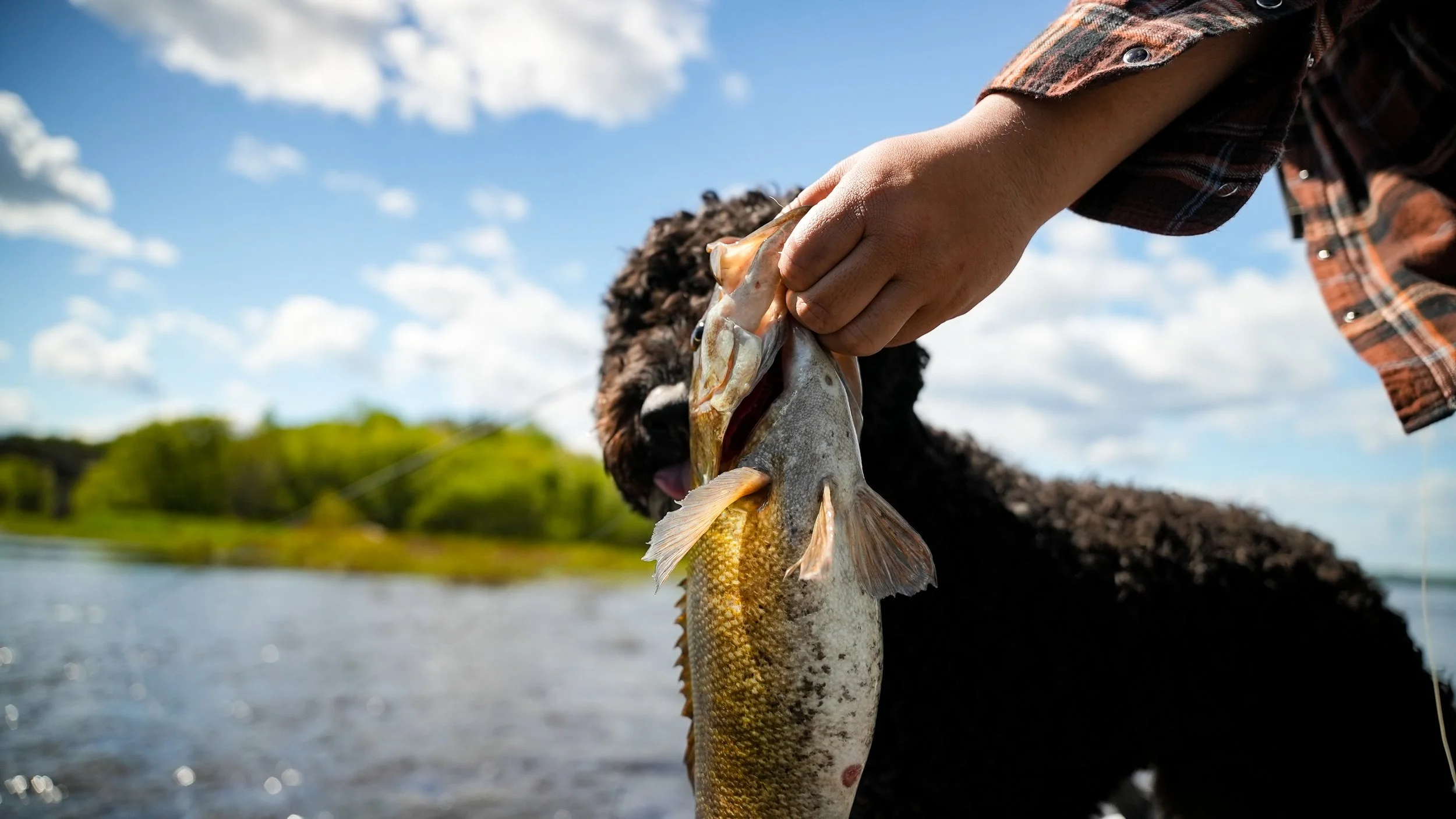 Person holding a caught fish near a river with a black dog in the background, under a bright blue sky with scattered clouds.