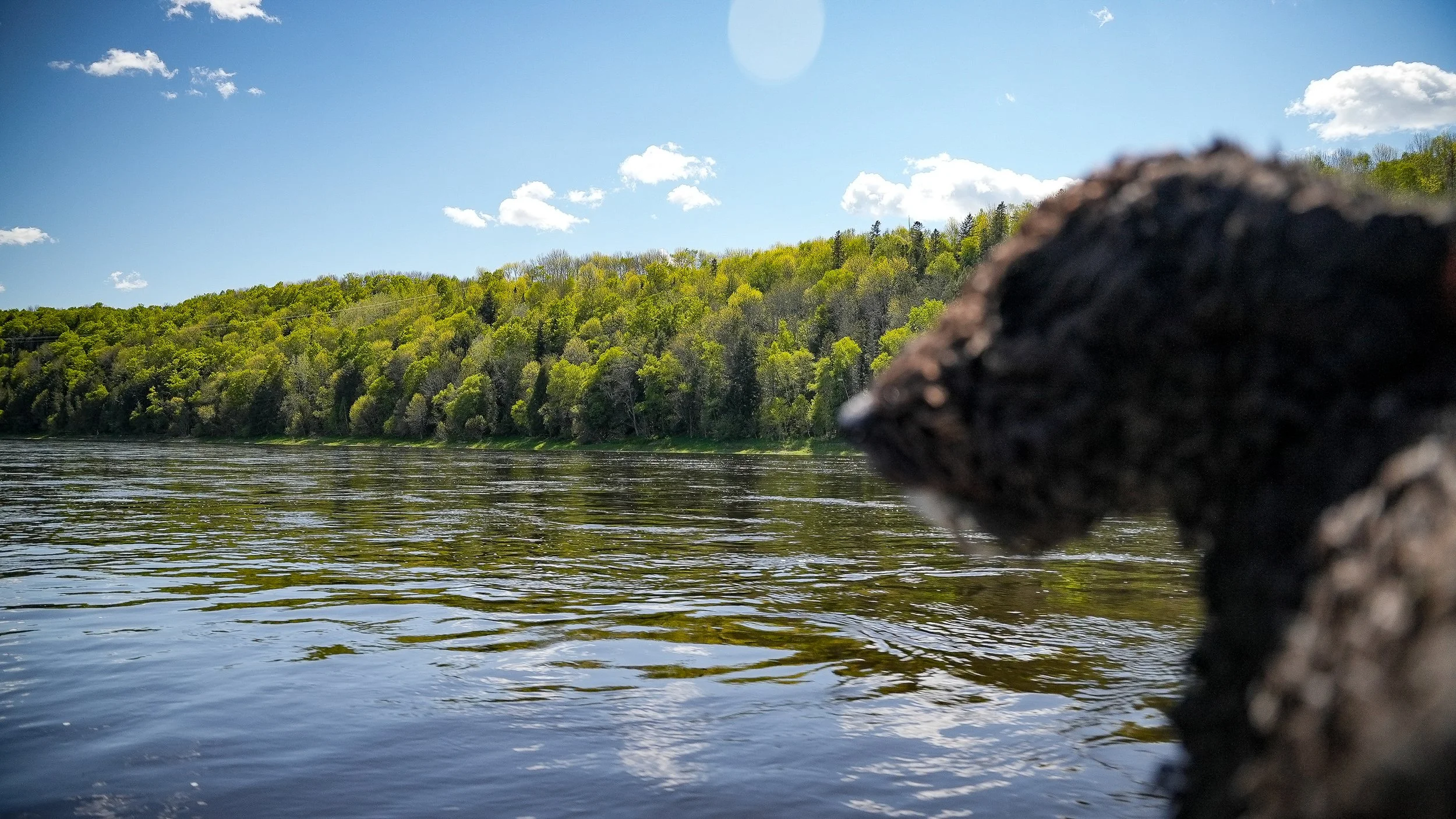 Close-up of a black dog near a river with a tree-covered hill in the background under a partly cloudy sky.