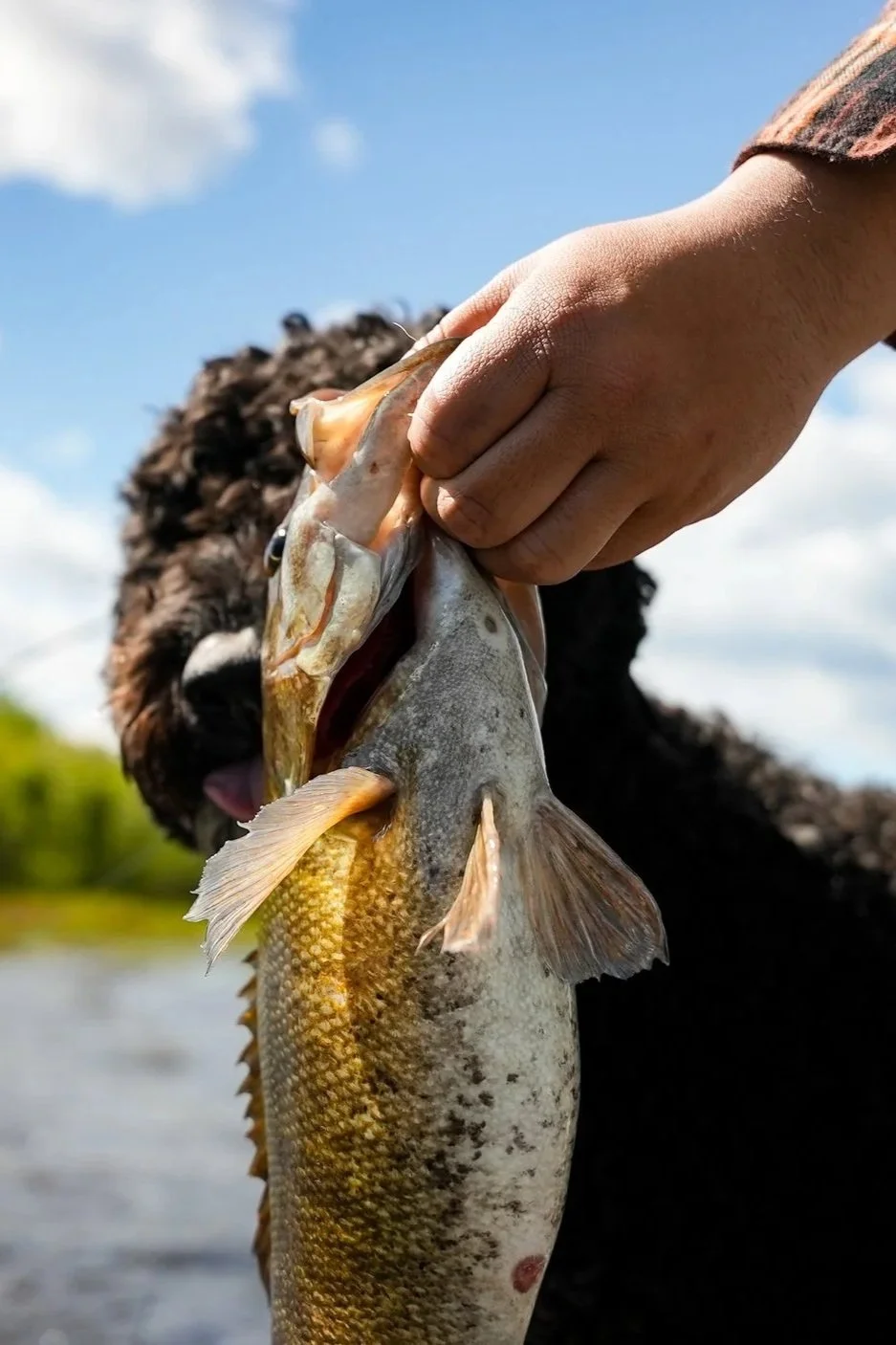 Person holding a largemouth bass fish outdoors near water with a blue sky and clouds in background