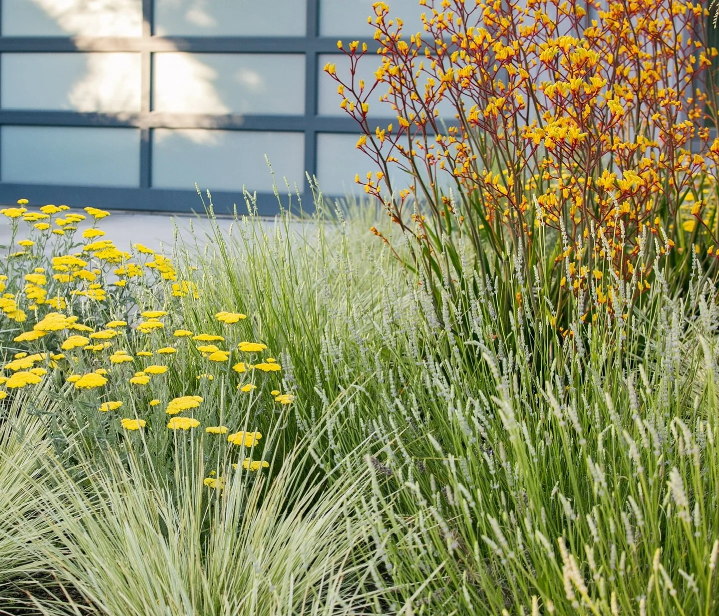 Layers of green, bold blooms, and the soft texture of lavender - a landscape planting palette that evokes balance and rhythm. 

Our gardens tell the detailed story of the land. There&rsquo;s flow and ease that will create the best garden stories. 

#