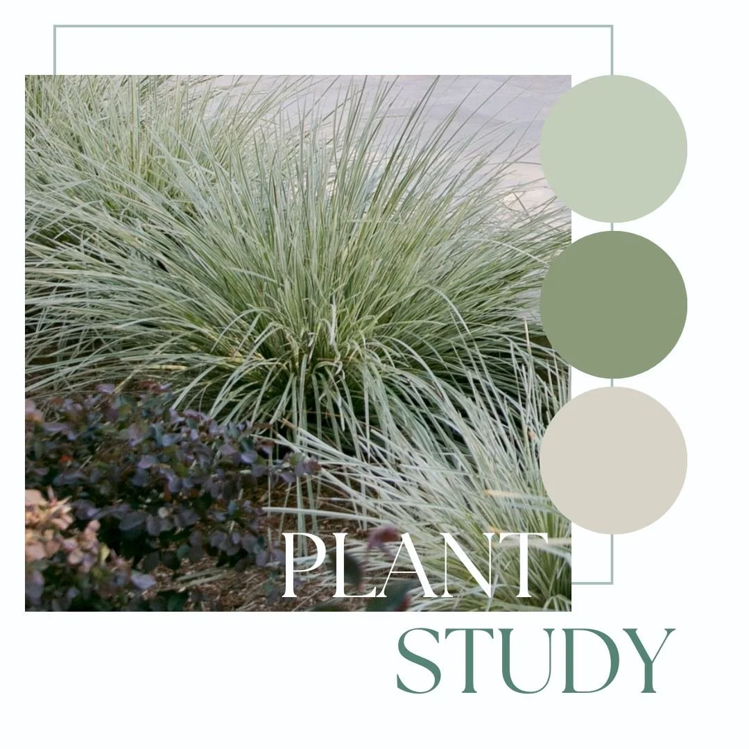 Let's dive into a new series: Envision Plant Study. Welcome 🌿 

Strappy, textural, and resilient. Lomandra reminds us that strength in the landscape is not always loud or outstanding from the rest. We love this grass variety not only for consistency
