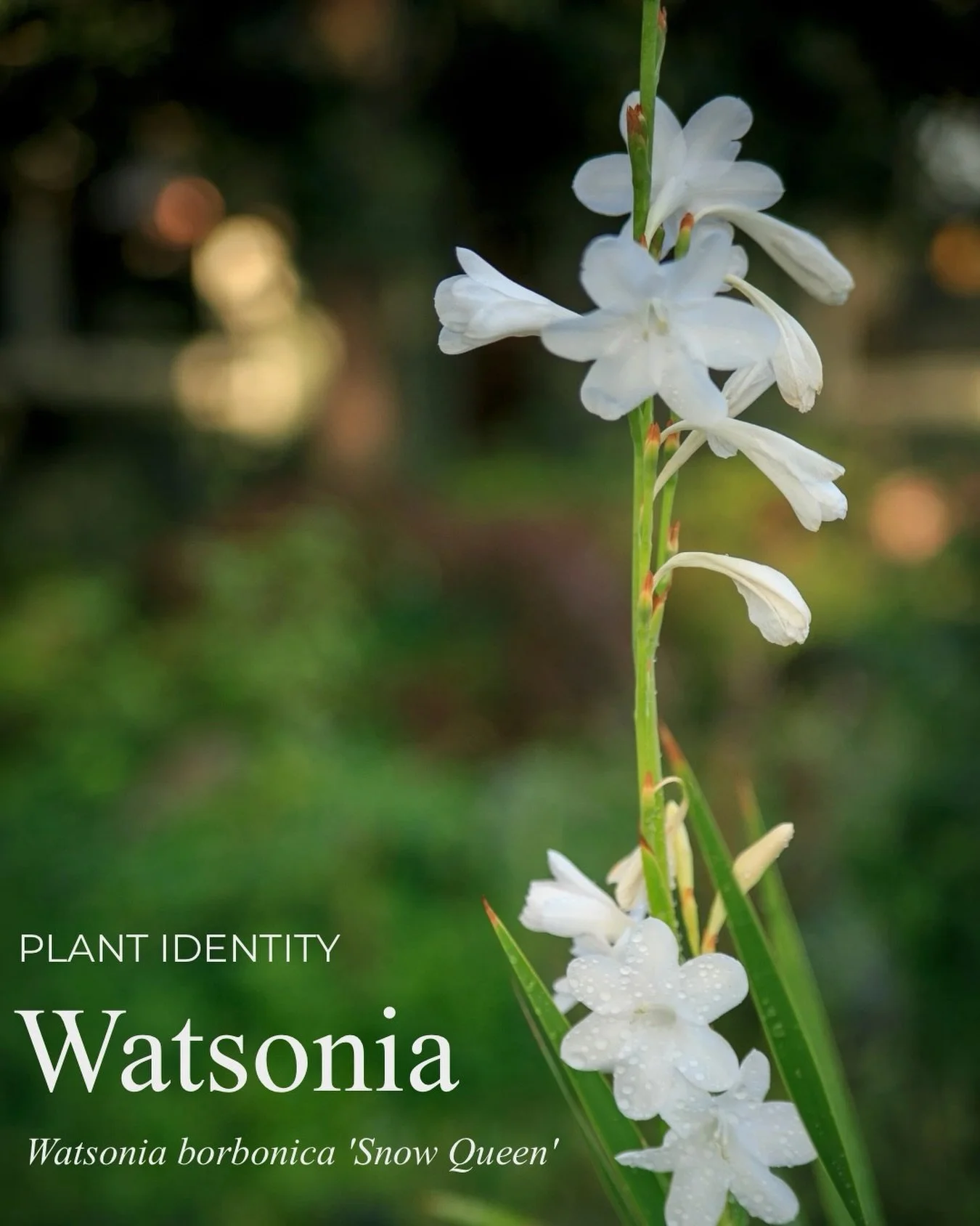 Meet White Bugle Lily - Watsonia Bornonica &lsquo;Snow Queen&rsquo; 

An understated showstopper. Native to South Africa, this winter-growing beauty is perfectly suited for California climate. Full sun, well-drained soil, and very little water once e
