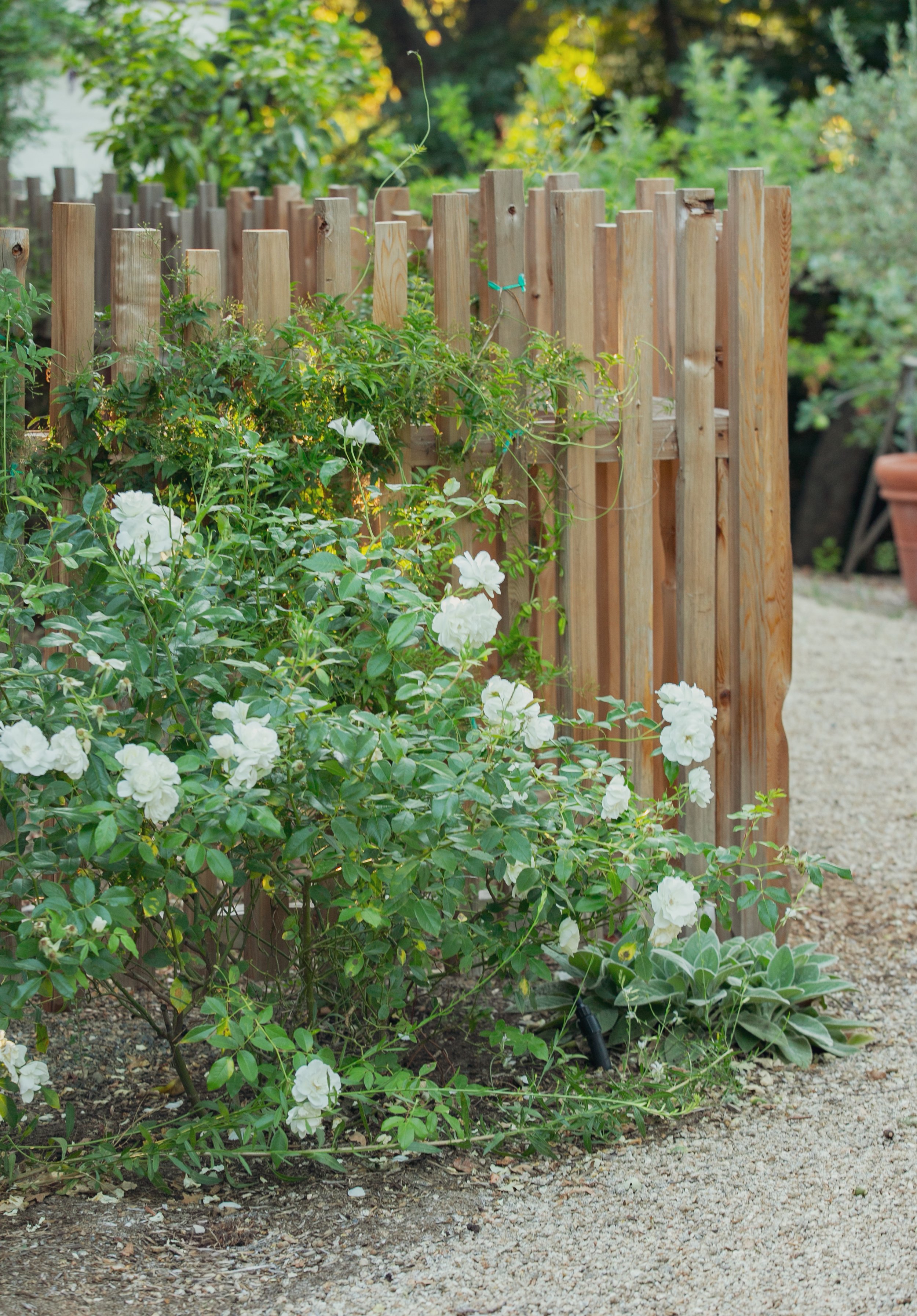 cottage-style-landscape-design-california-fraysse3.jpg