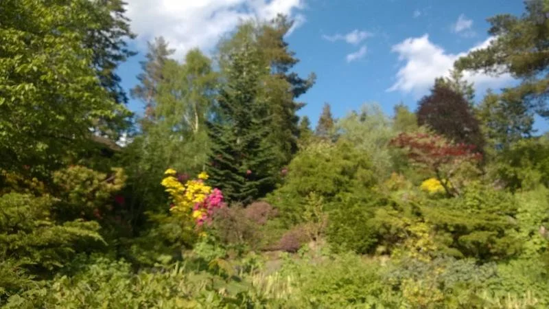 Spring, the Wood Element, and Your Emotions - A TCM Perspective on Liver and Gallbladder Balance