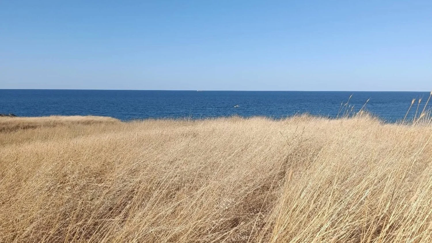 Late Summer, the Earth Element, and Your Emotions - A TCM Perspective on Spleen and Stomach Balance